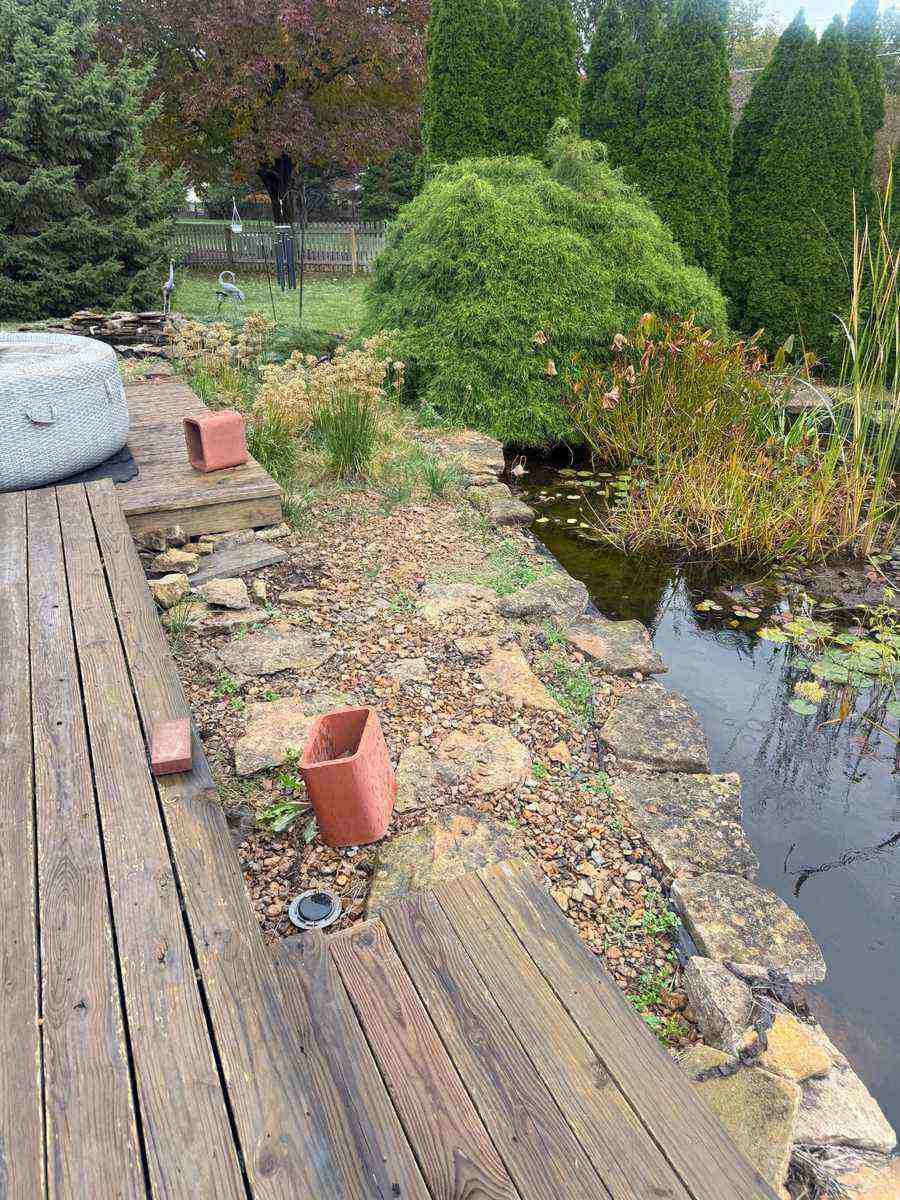 Overgrown landscaping before renovation